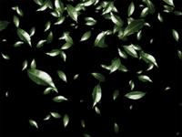 Green leaves scattered on a black background, creating a floating effect.