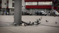 Pigeons gather around a pole on a city street, with cars and people in the background.