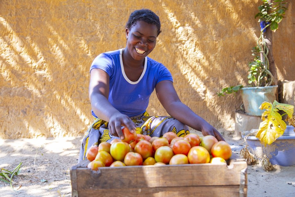 In Zambia awoman in a blue shirt smiles while sorting tomatoes in a wooden crate outdoors, with sunlit sand and plants in the background.