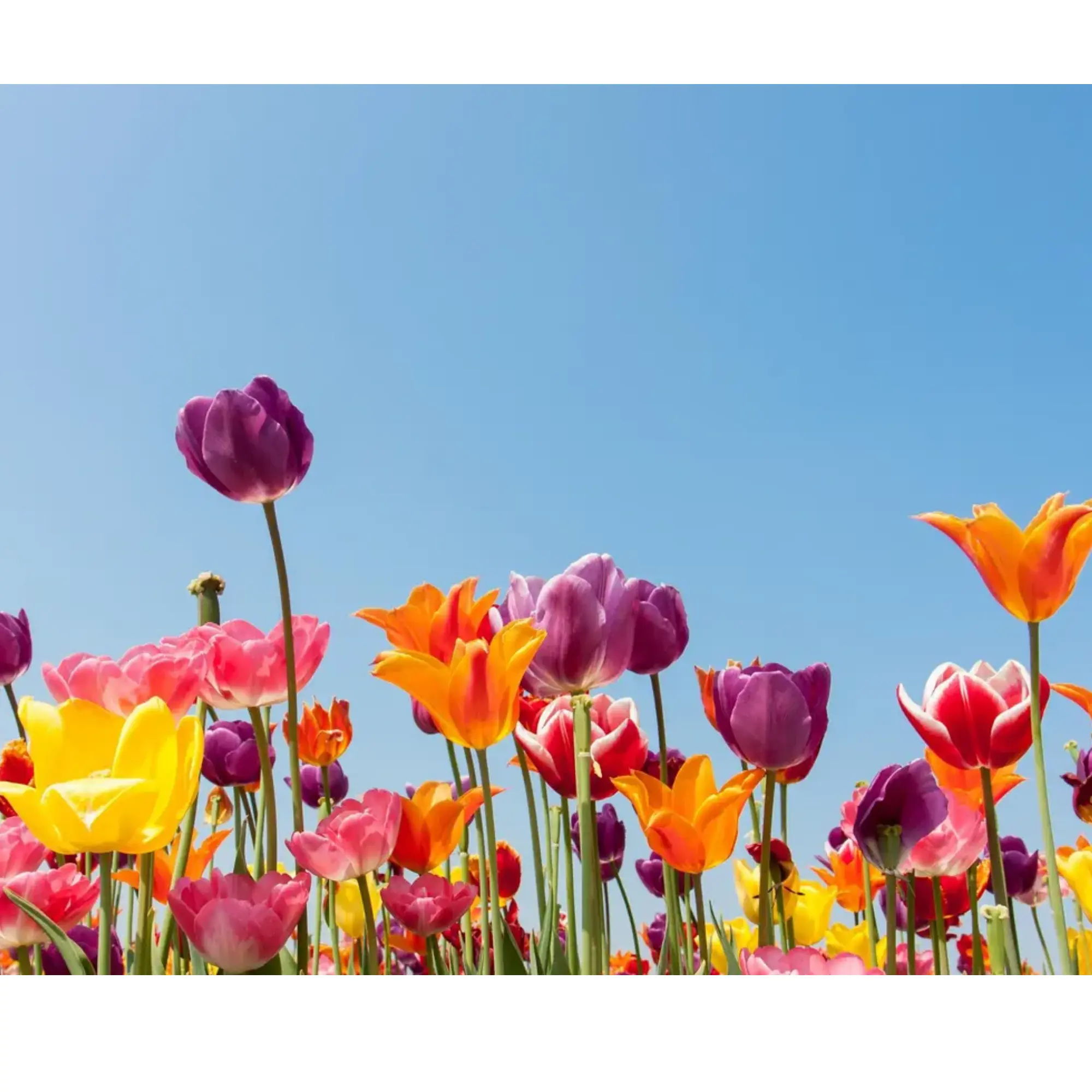 Modified opening hours during spring holidays 2026 Modified opening hours during spring holidays 2026