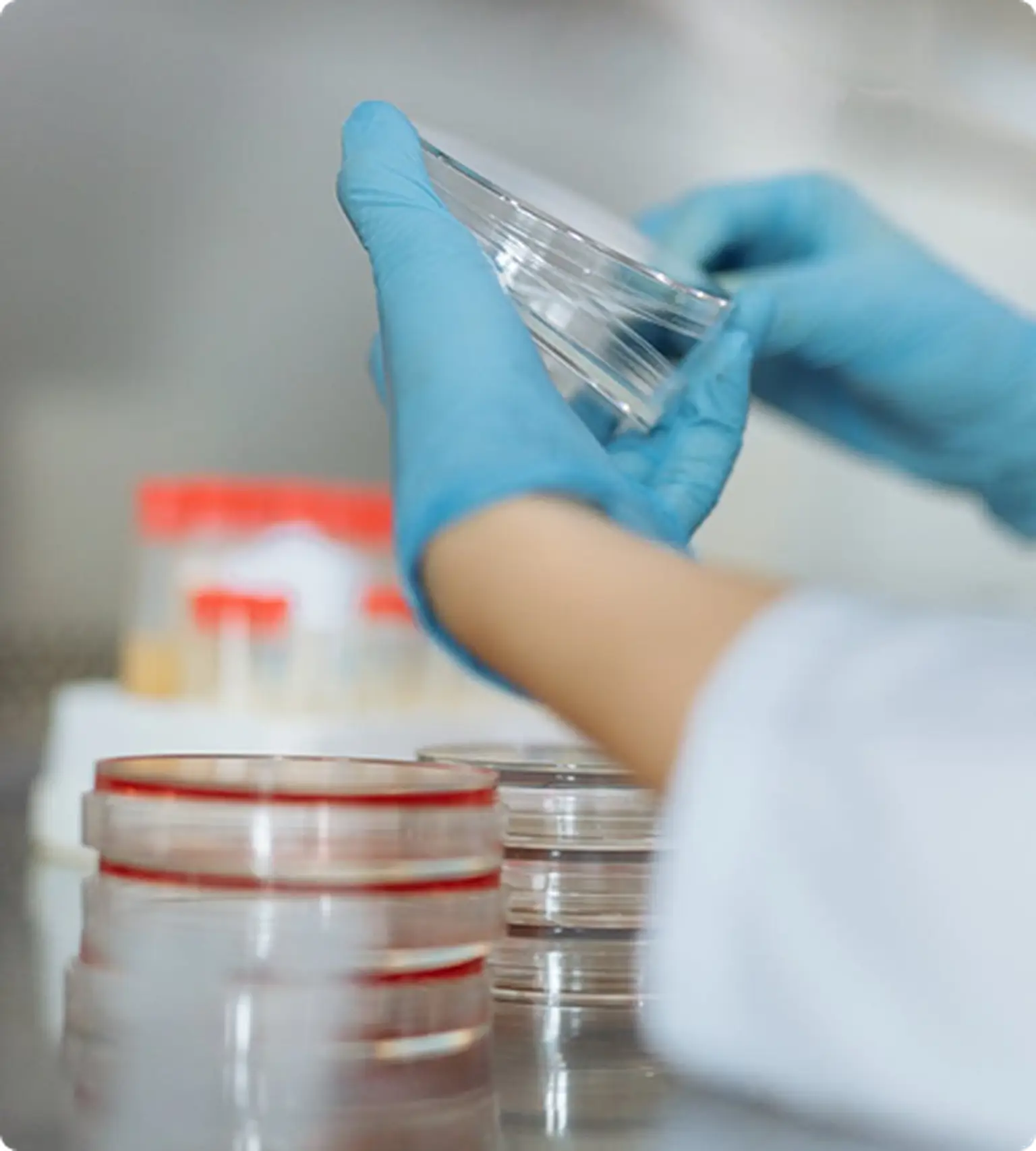 A person wearing blue gloves examines petri dishes in a lab, with stacks of dishes in the foreground and background.