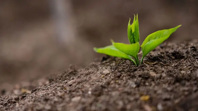 Small green seedling sprouting from dark soil, representing growth