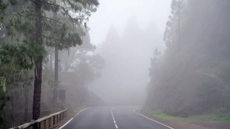Foggy road disappearing into a forest