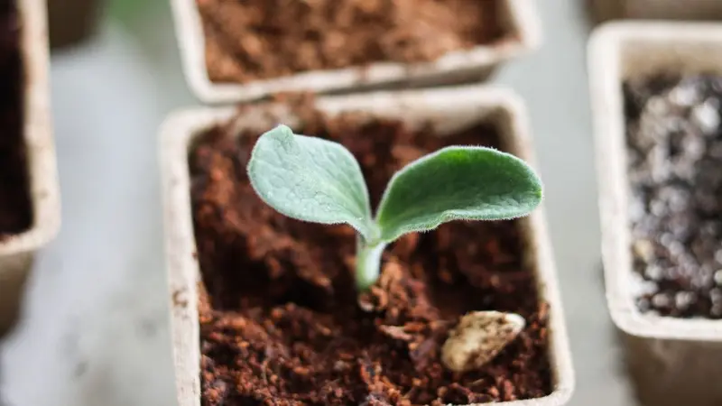 Small green seedling growing in a pot