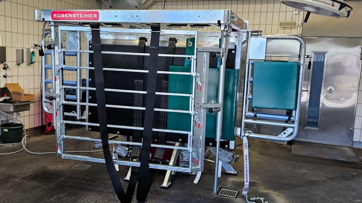 A metal cattle handling chute with padded panels and straps, situated in a tiled, indoor environment.