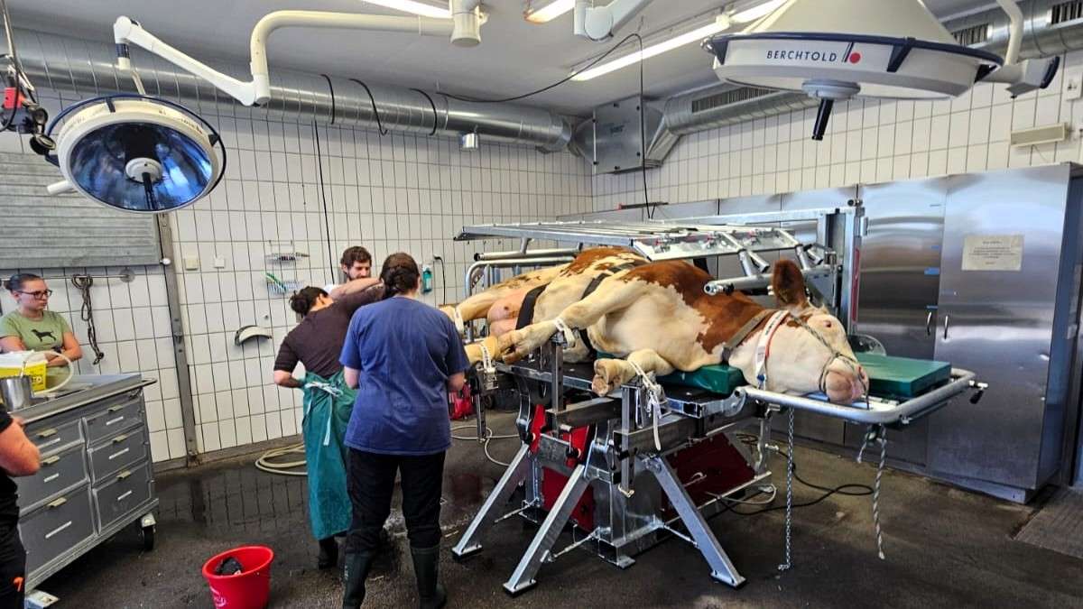 Veterinary team performs surgery on a cow in a clinical setting, with specialized equipment and lighting.