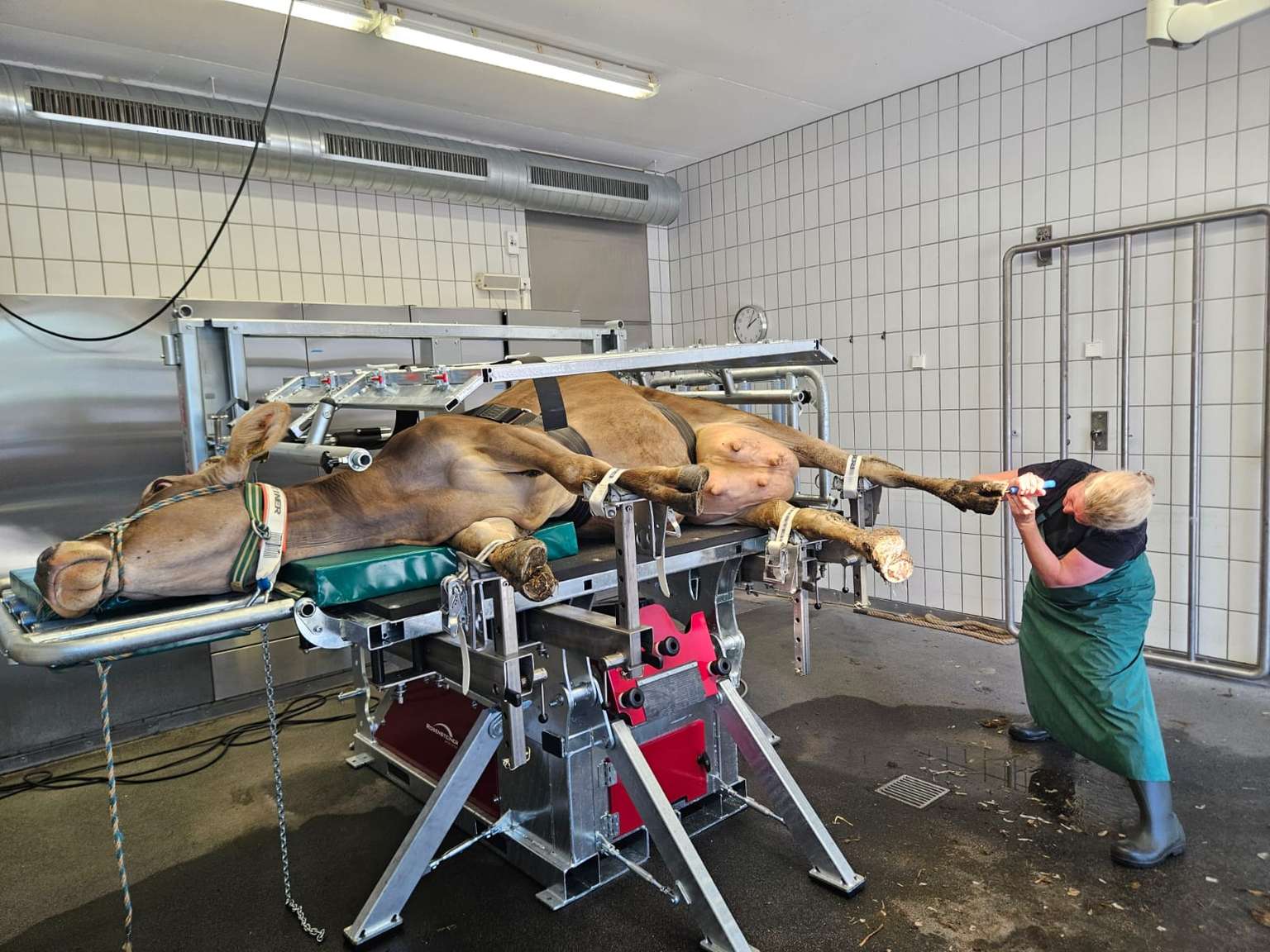 A horse is lying on its side on a metal platform while a person in an apron examines and trims its hooves in a tiled veterinary room.
