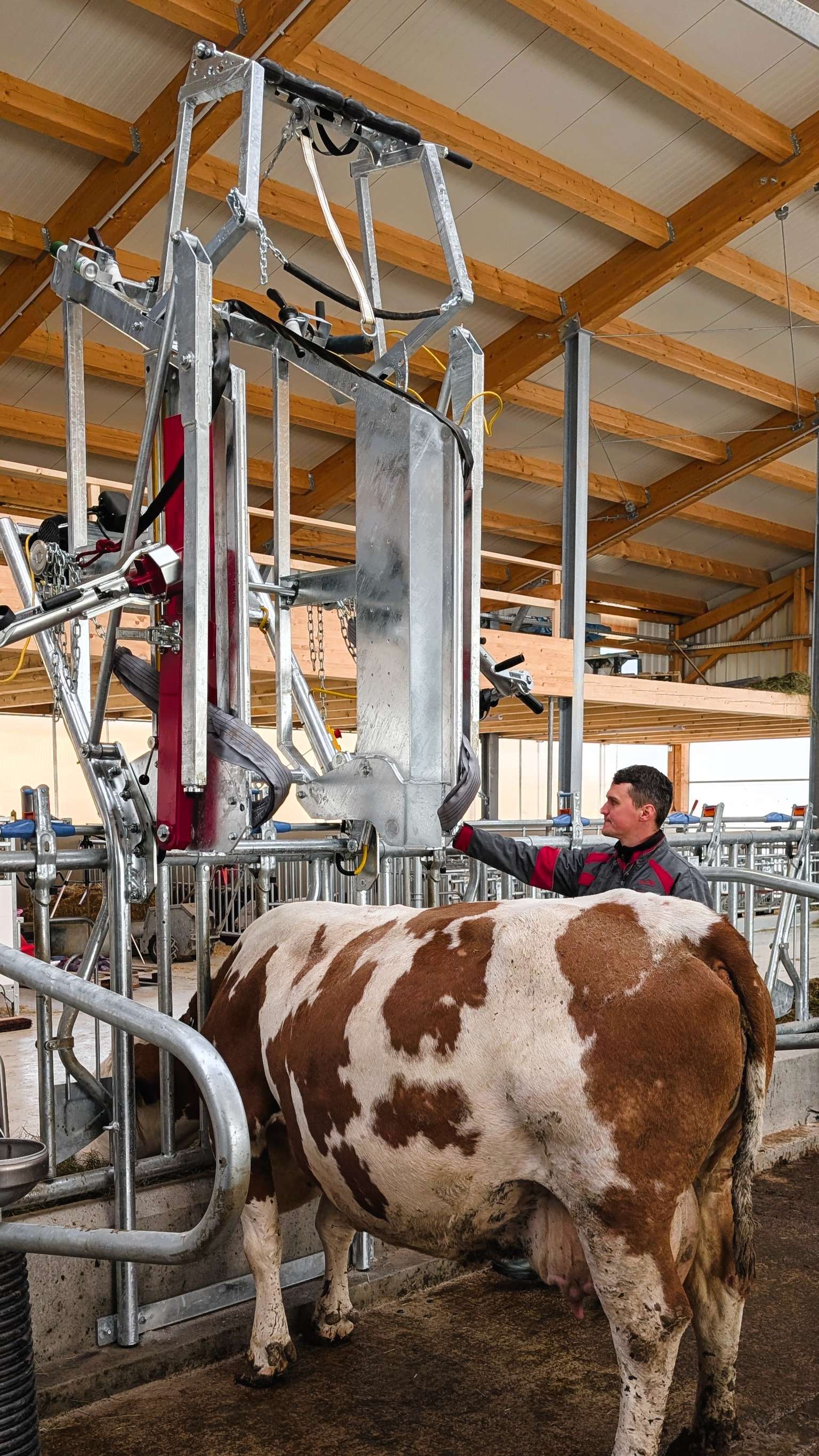 A cow stands under a metal contraption in a barn, with a person nearby operating the machinery.