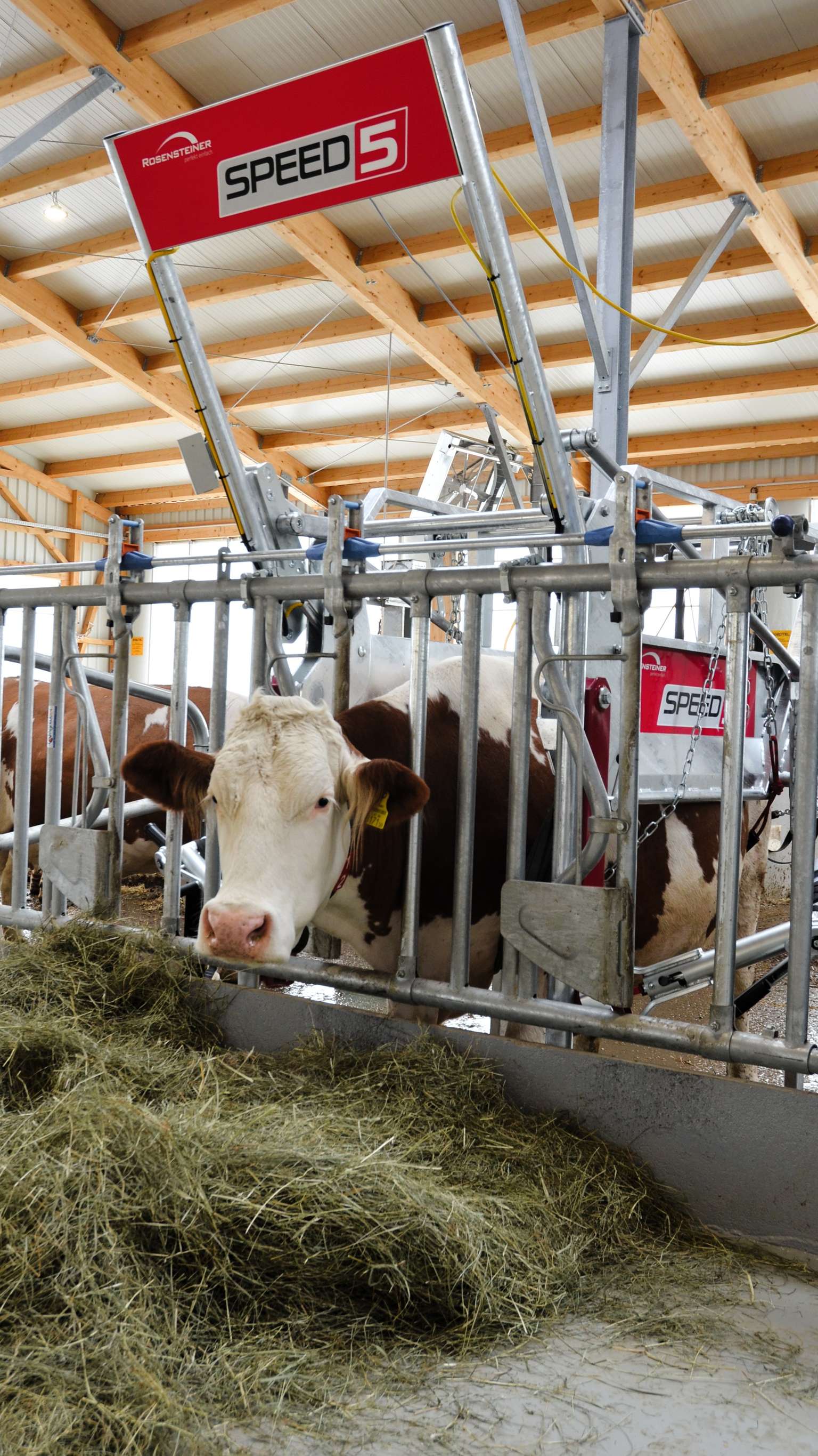 A cow eating hay in a barn, positioned under a metal structure labeled "Speed 5," with wooden rafters visible above.