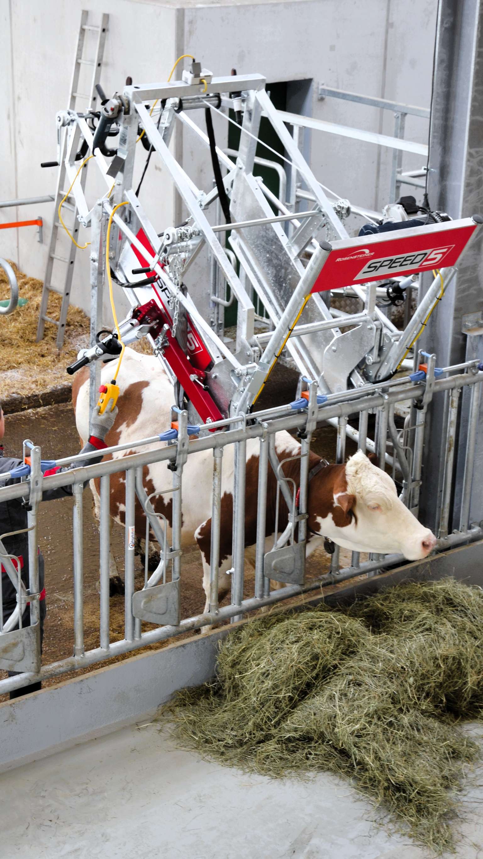 A cow in a mechanical chute inside a barn is being prepared for hoof care, with hay scattered on the ground nearby.