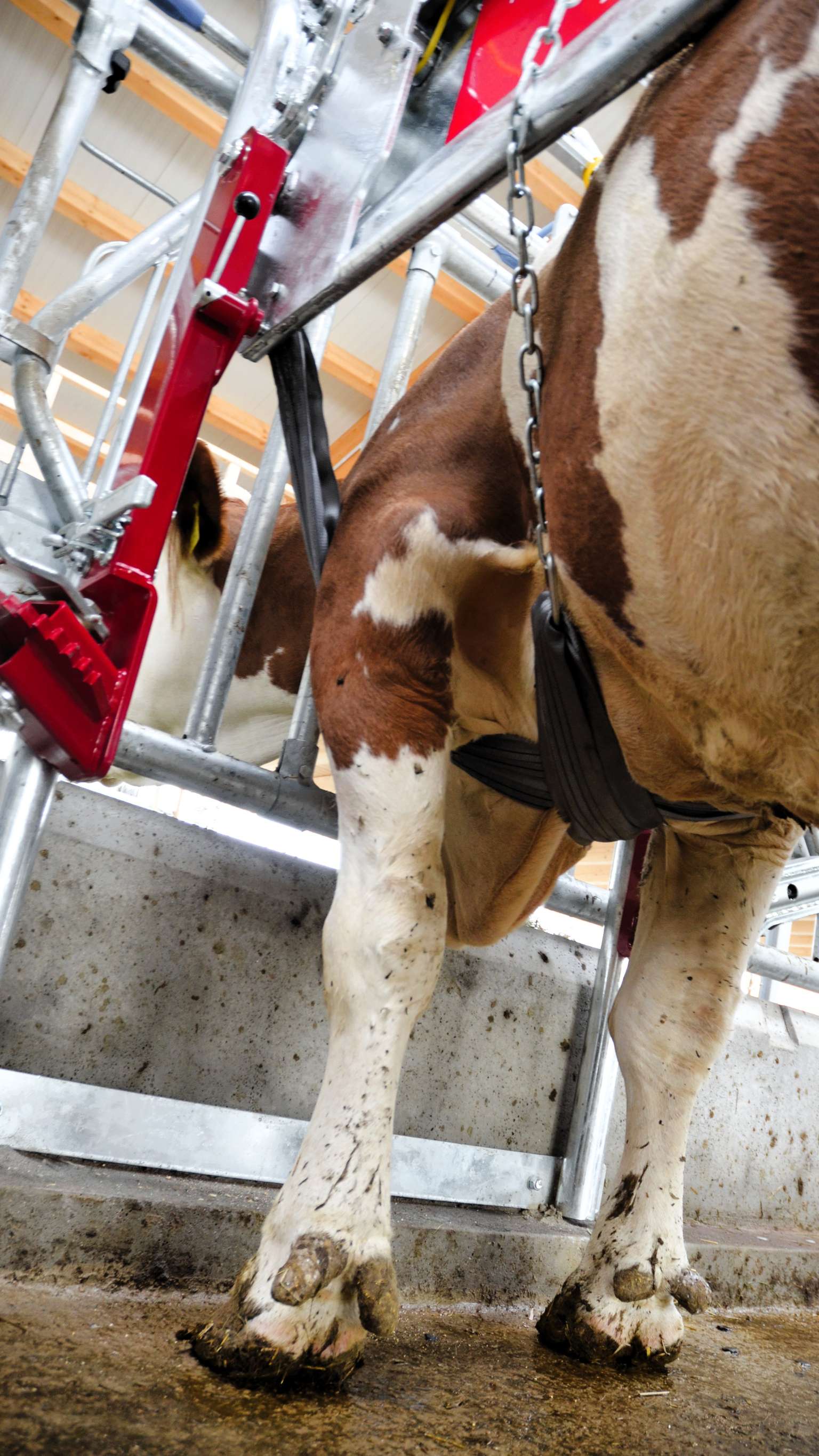 Close-up of a cow's legs in a milking stall, with a harness attached, standing on a concrete floor in a dairy farm setting.