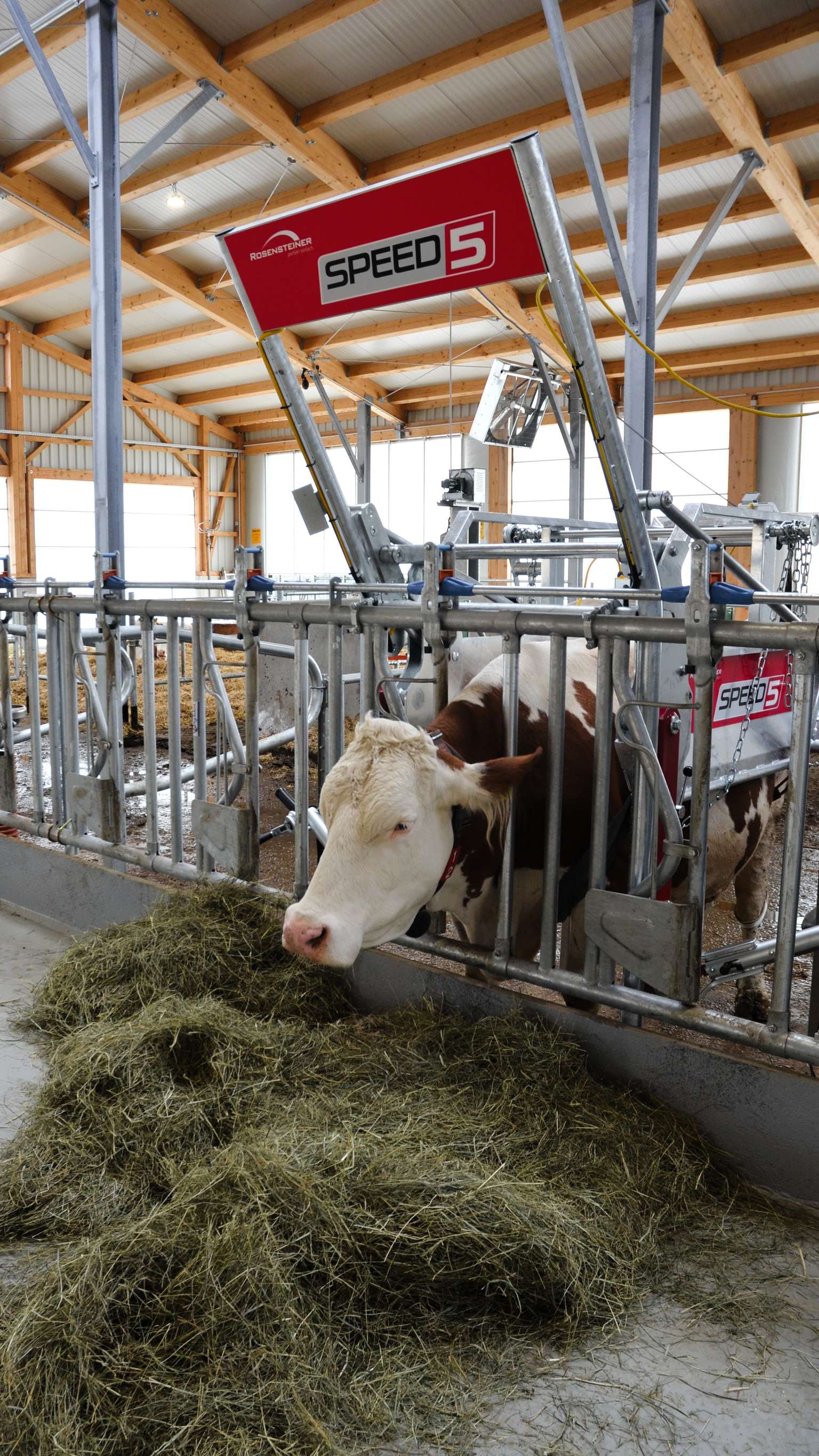 Cow eating hay in a barn, standing in a metal enclosure with "Speed 5" branding overhead, structural beams visible above.