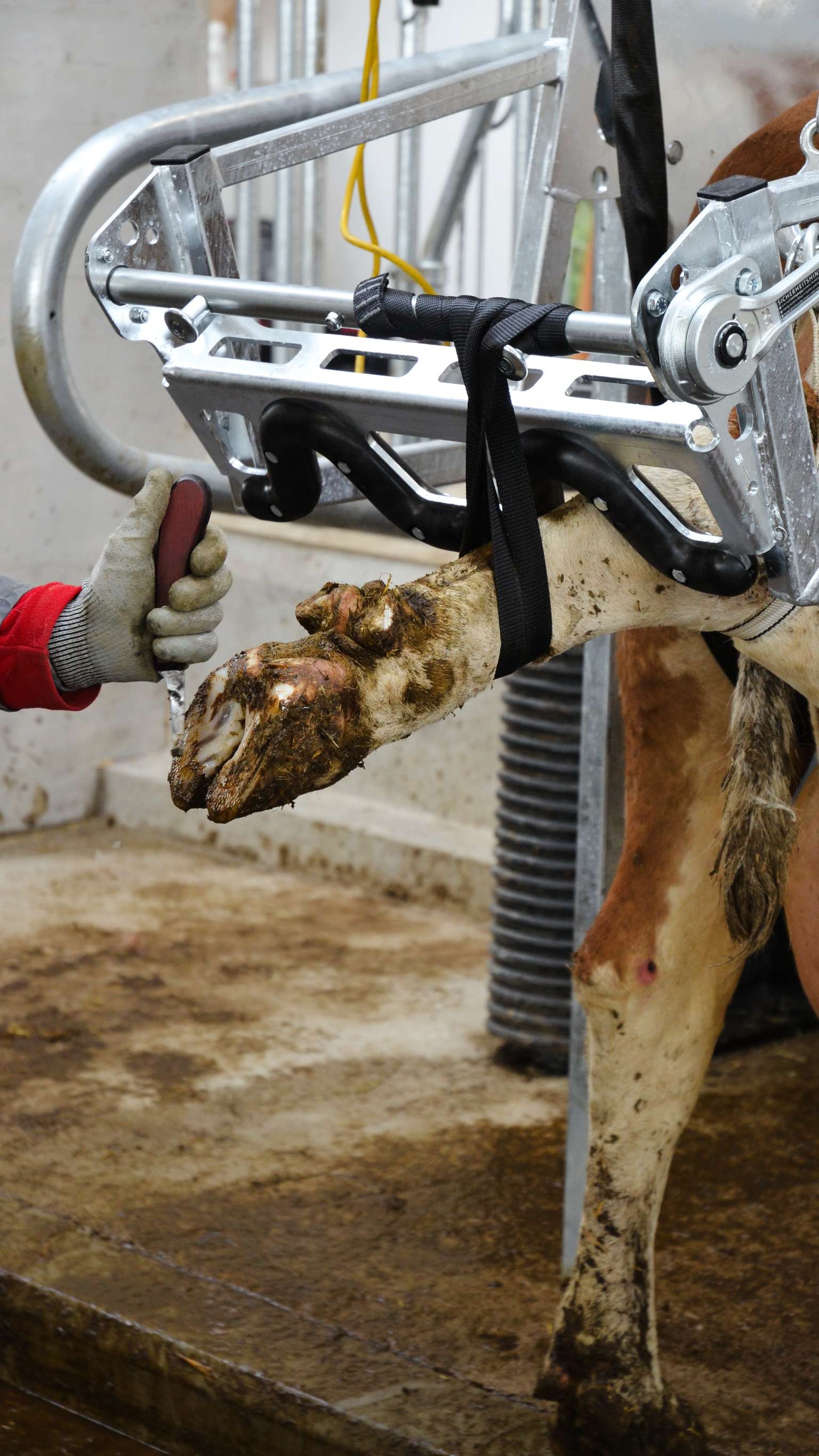 A cow's hoof being trimmed and cleaned by a worker wearing gloves in a cattle handling setup.