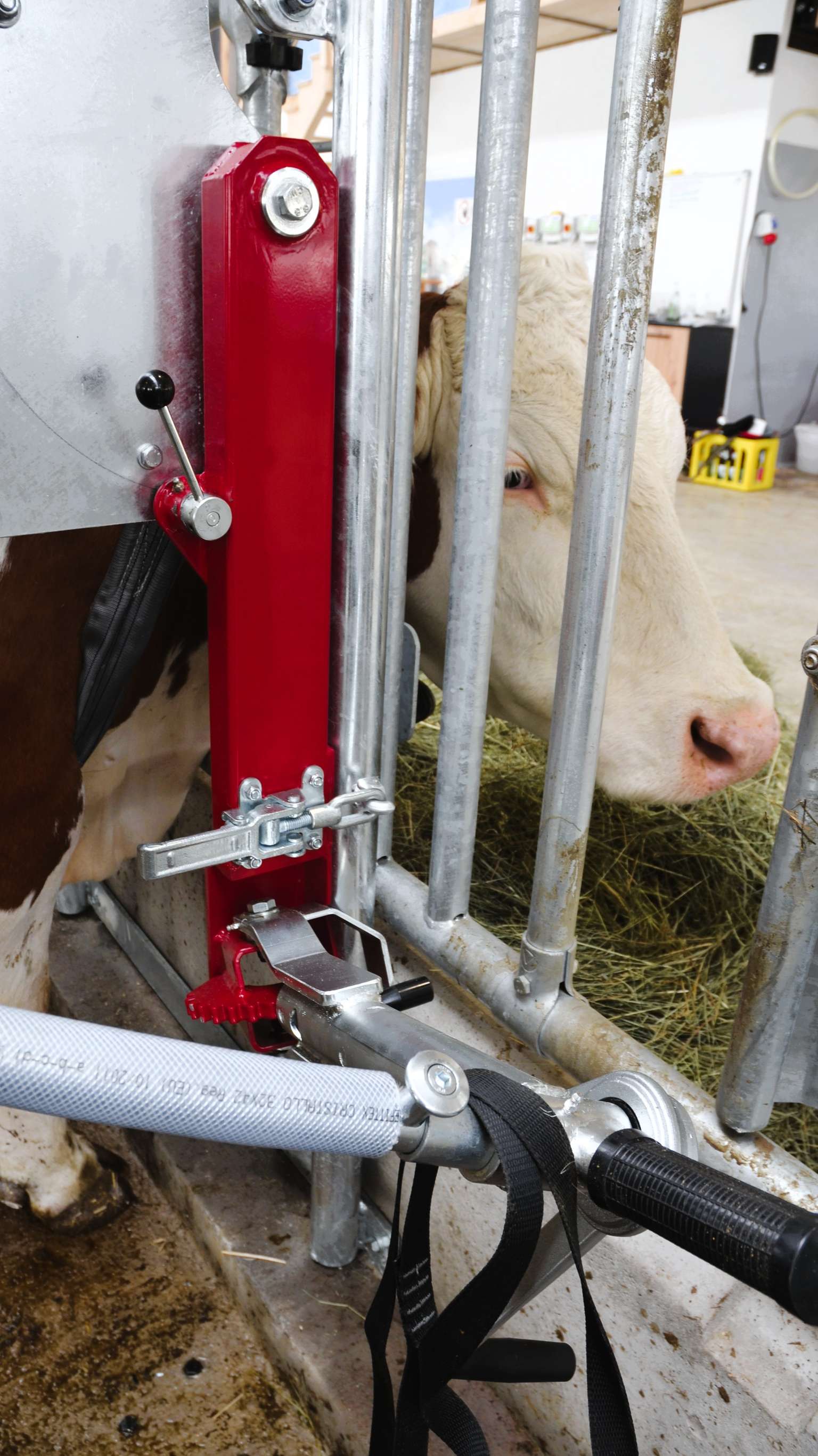 Cow eating hay through metal bars in a barn, next to red mechanical equipment with levers and bolts.