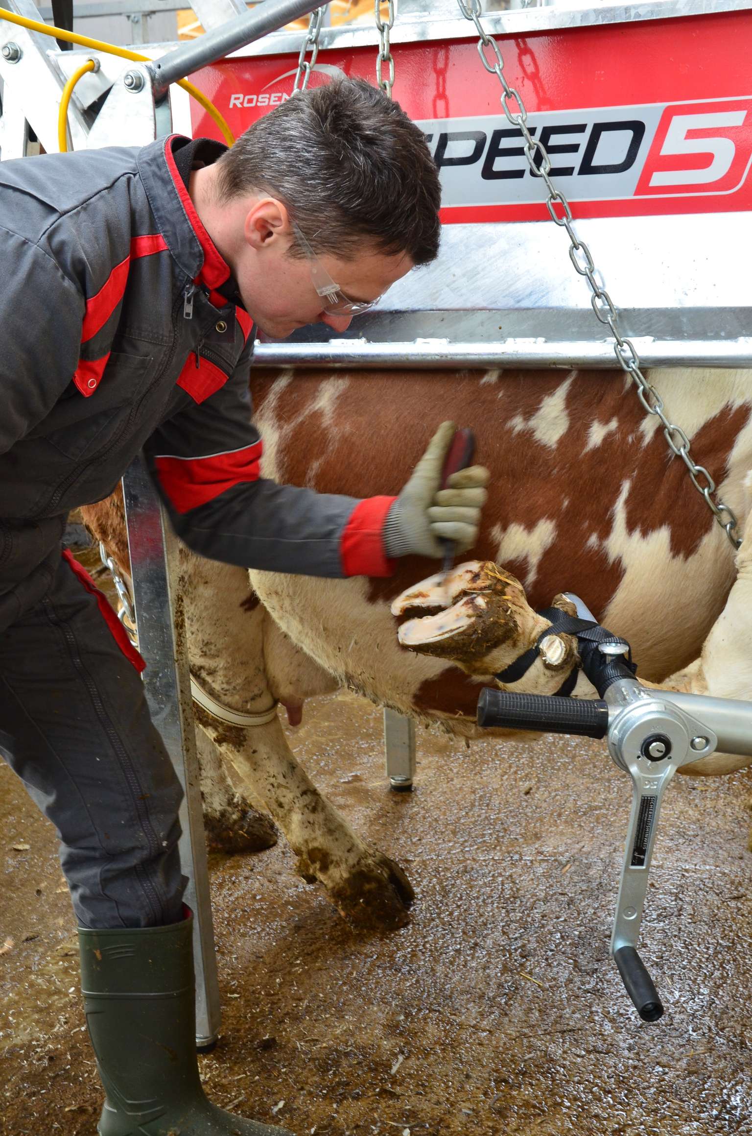 A person in protective gear trims a cow's hoof using a hoof trimming machine in a barn.