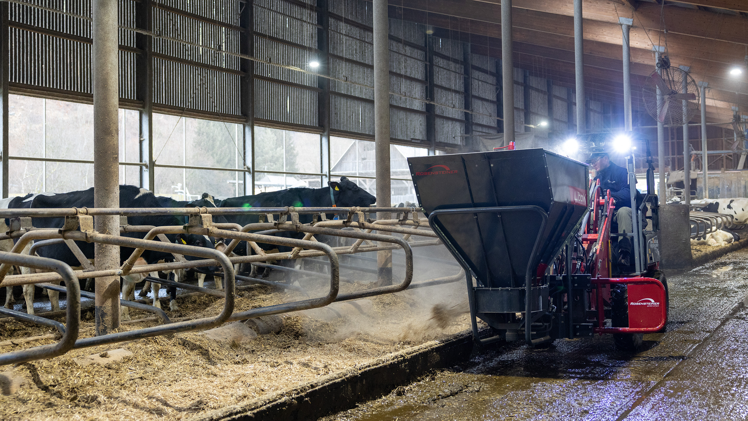 A machine spreads bedding in a barn, with cows standing behind metal bars on the left, and bright lights illuminating the area.