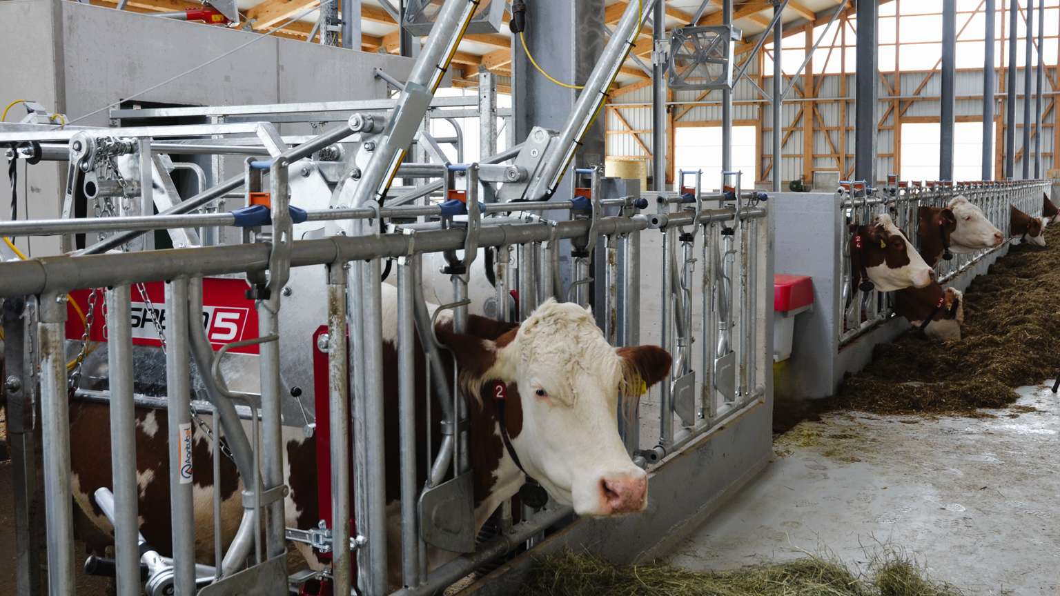 Cows in a modern dairy farm, each in a separate enclosure with automatic feeding machinery. Barn interior with metal and wood elements.