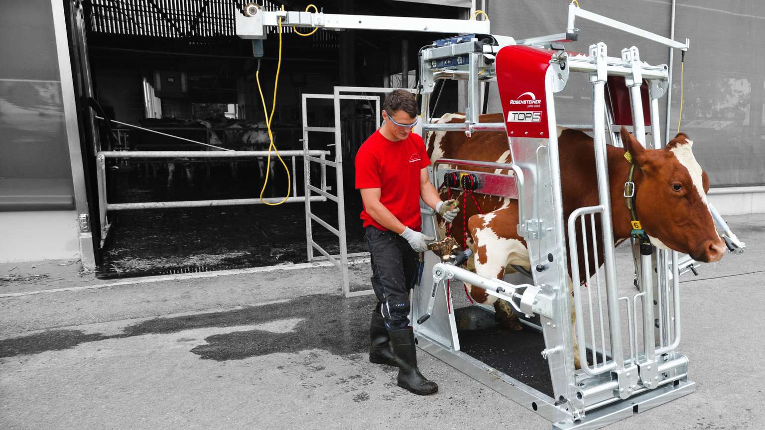 A man in a red shirt operates a milking machine with a brown and white cow inside a modern dairy farm setting.