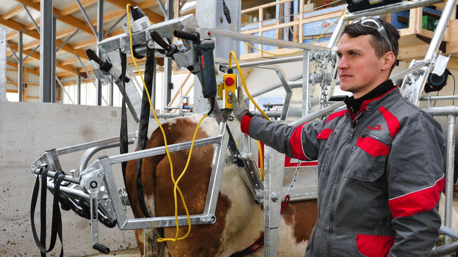 A man in a red and gray jumpsuit operates cow milking equipment in a barn. The setup includes metal bars and hoses.