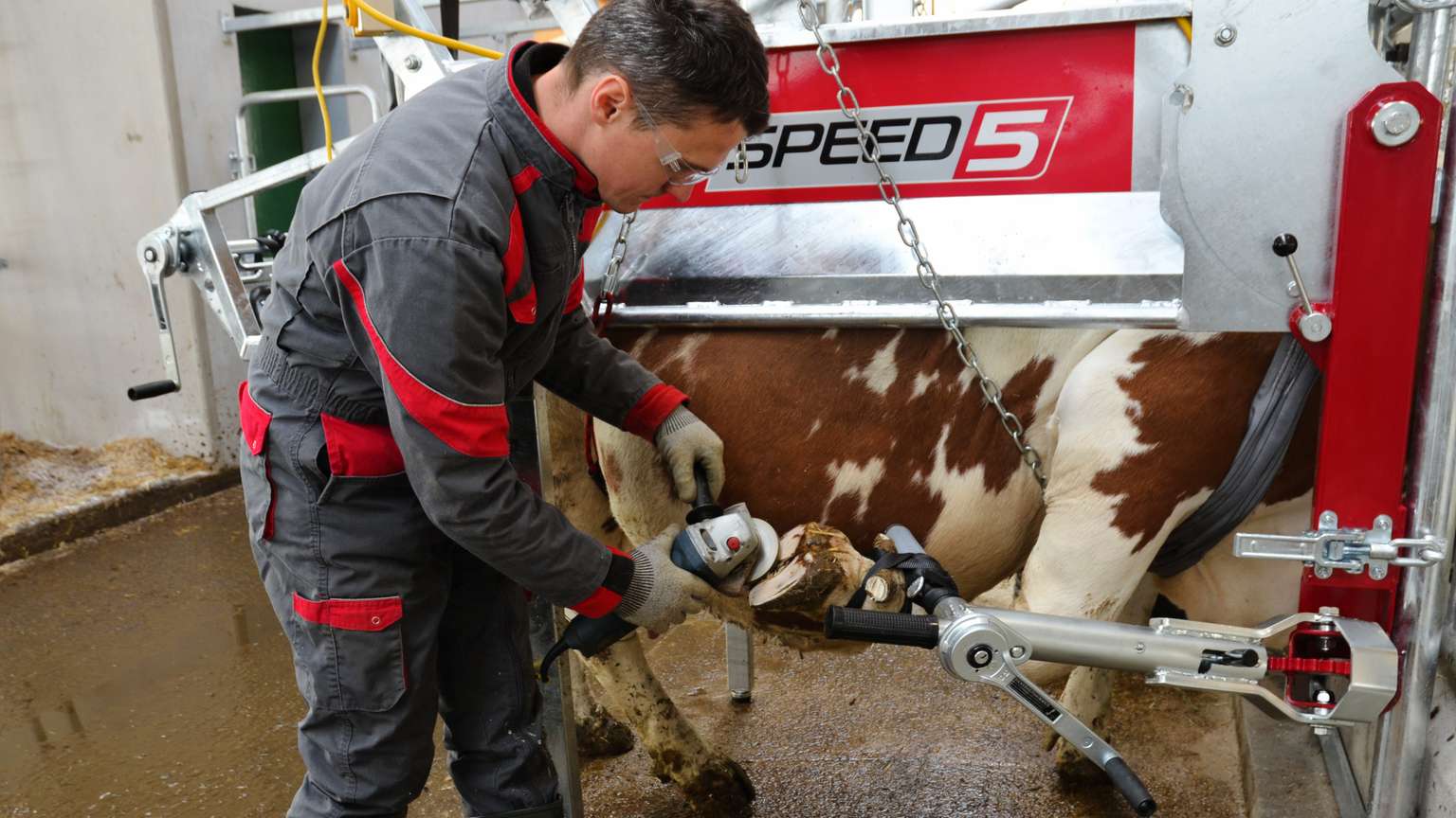 A worker trims a cow's hoof using a tool, with the cow secured in a mechanical restraint labeled "SPEED 5."
