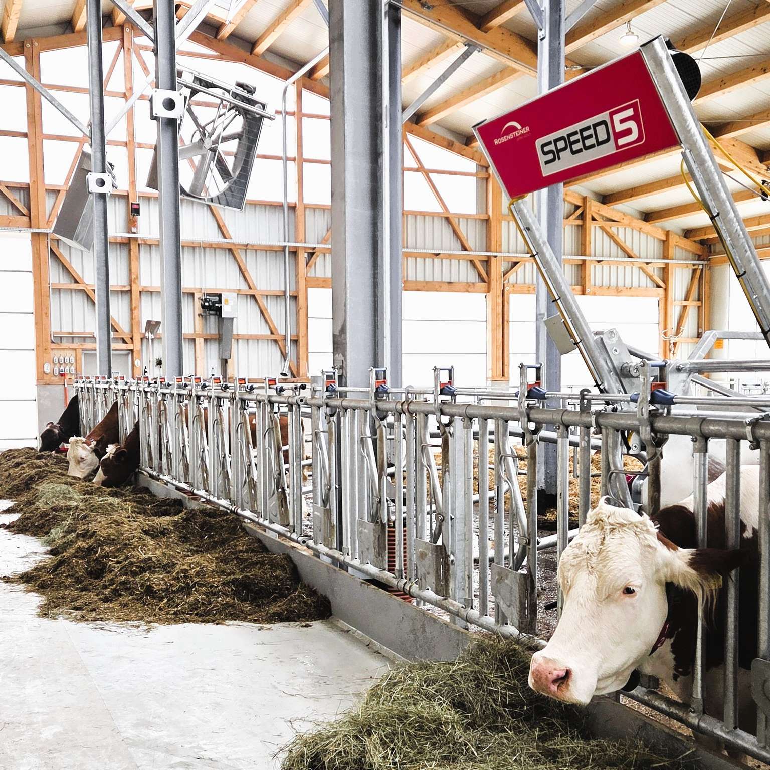 Cows eating hay in a modern barn with metal fencing and "Speed" feeding equipment, under a wood-beamed roof.