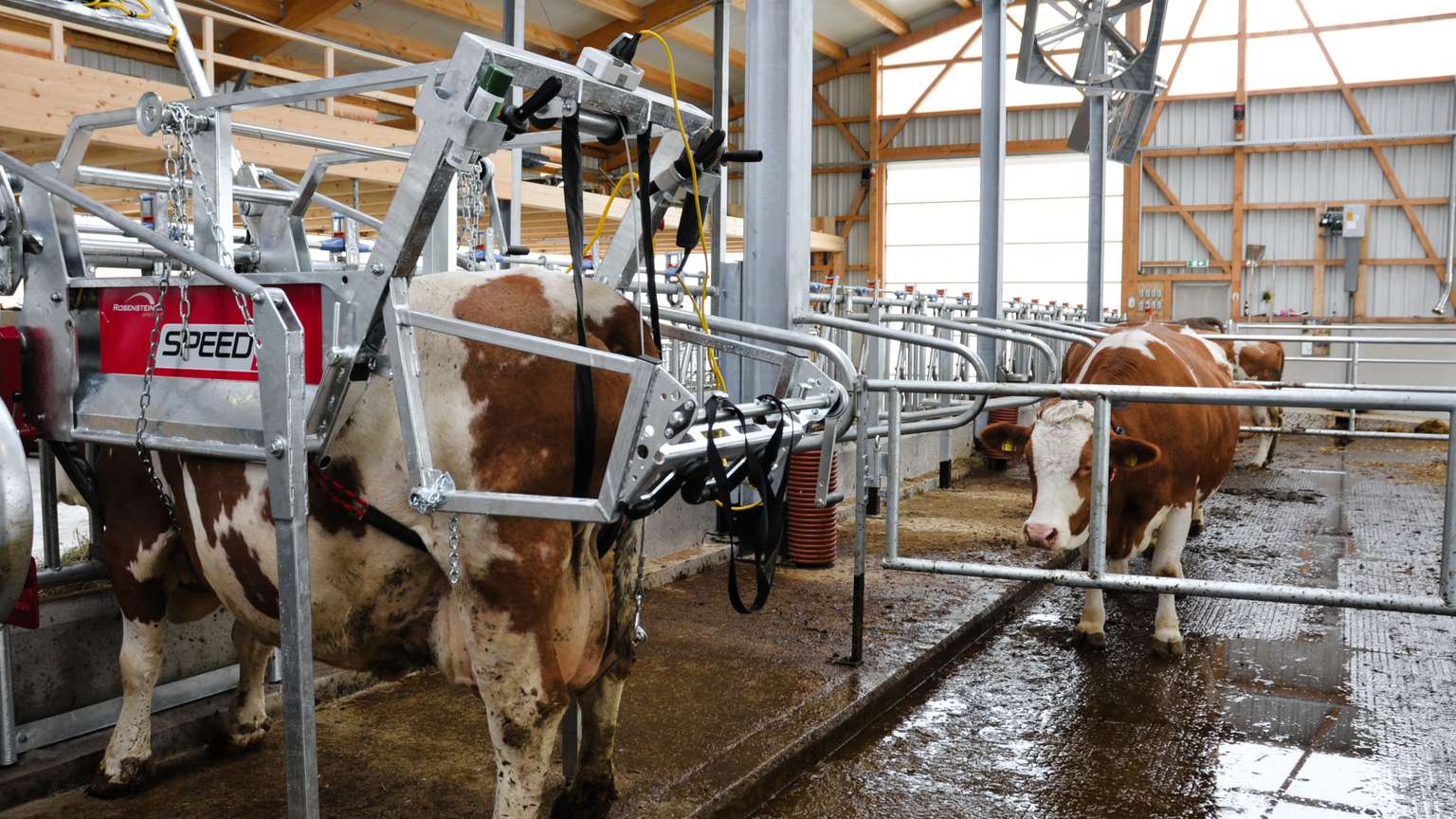 Cows in a modern dairy barn equipped with automatic milking machines and metal pens, with natural light filtering through the roof.