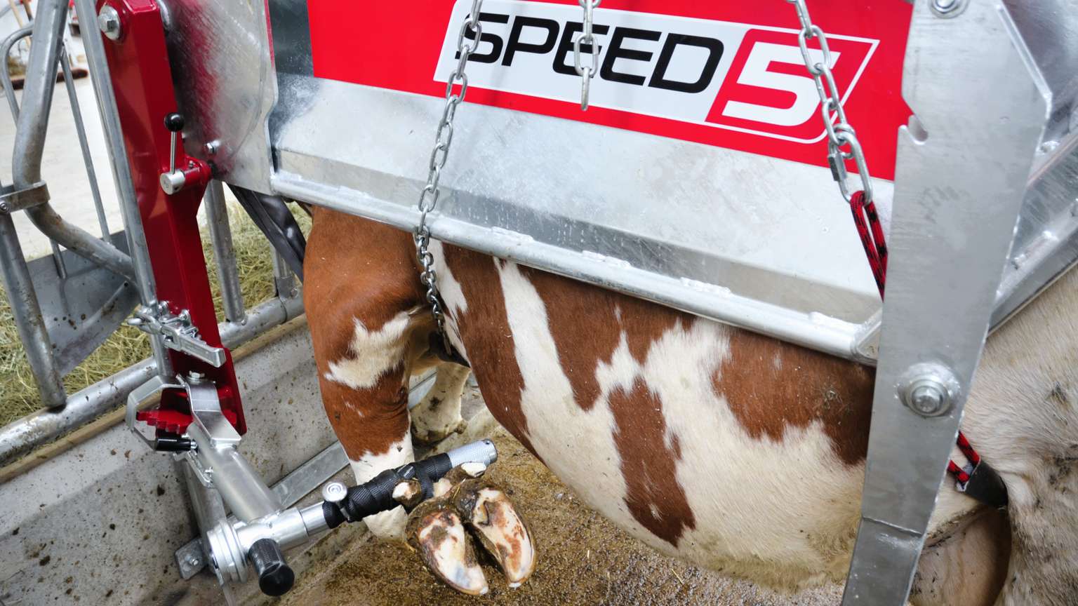 A cow in a red and metal milking machine with visible hooves and udder, surrounded by chains and mechanical equipment.