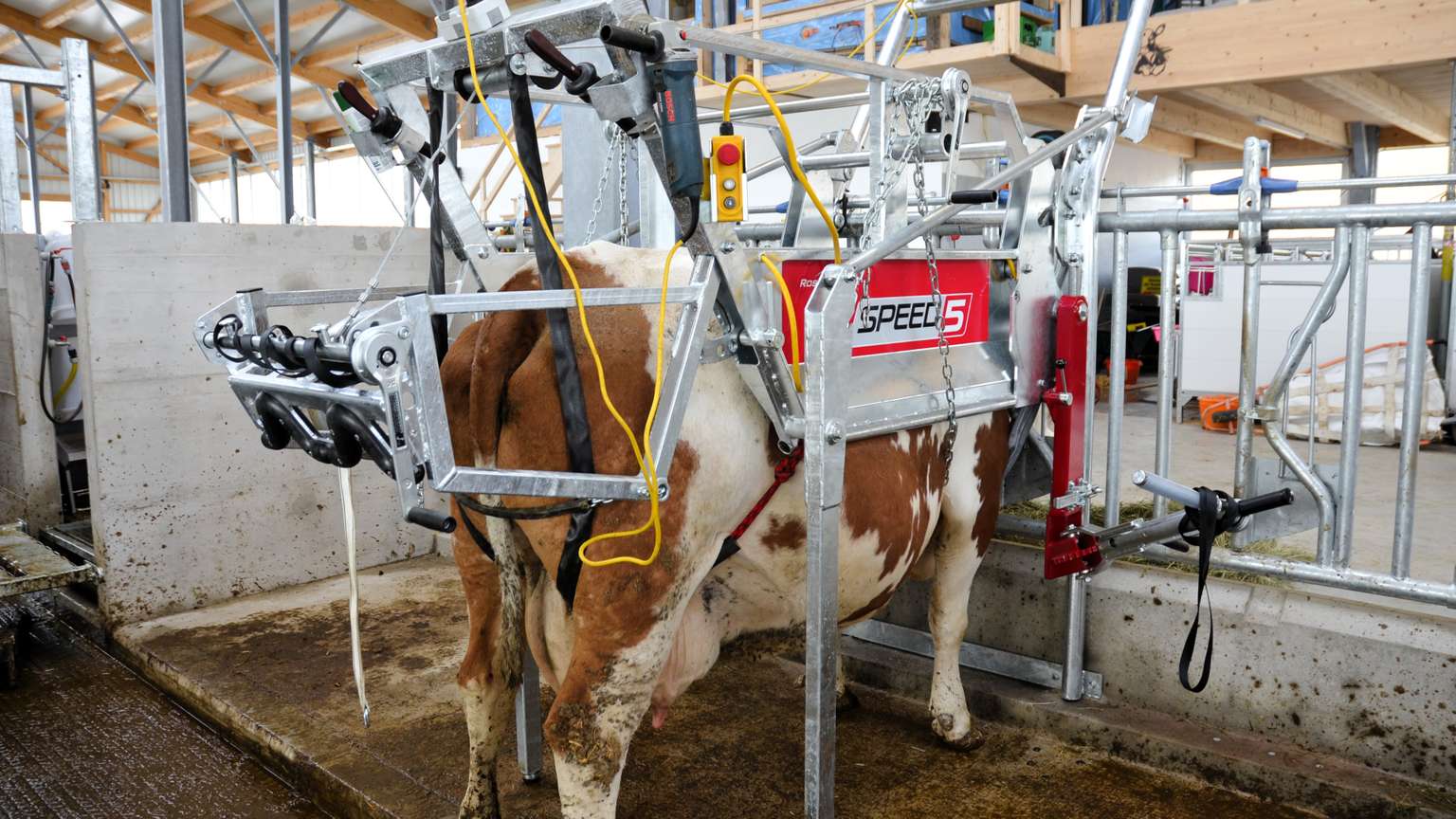 Cow in a milking machine at a dairy farm, with metal frames and tubes attached, indoors.