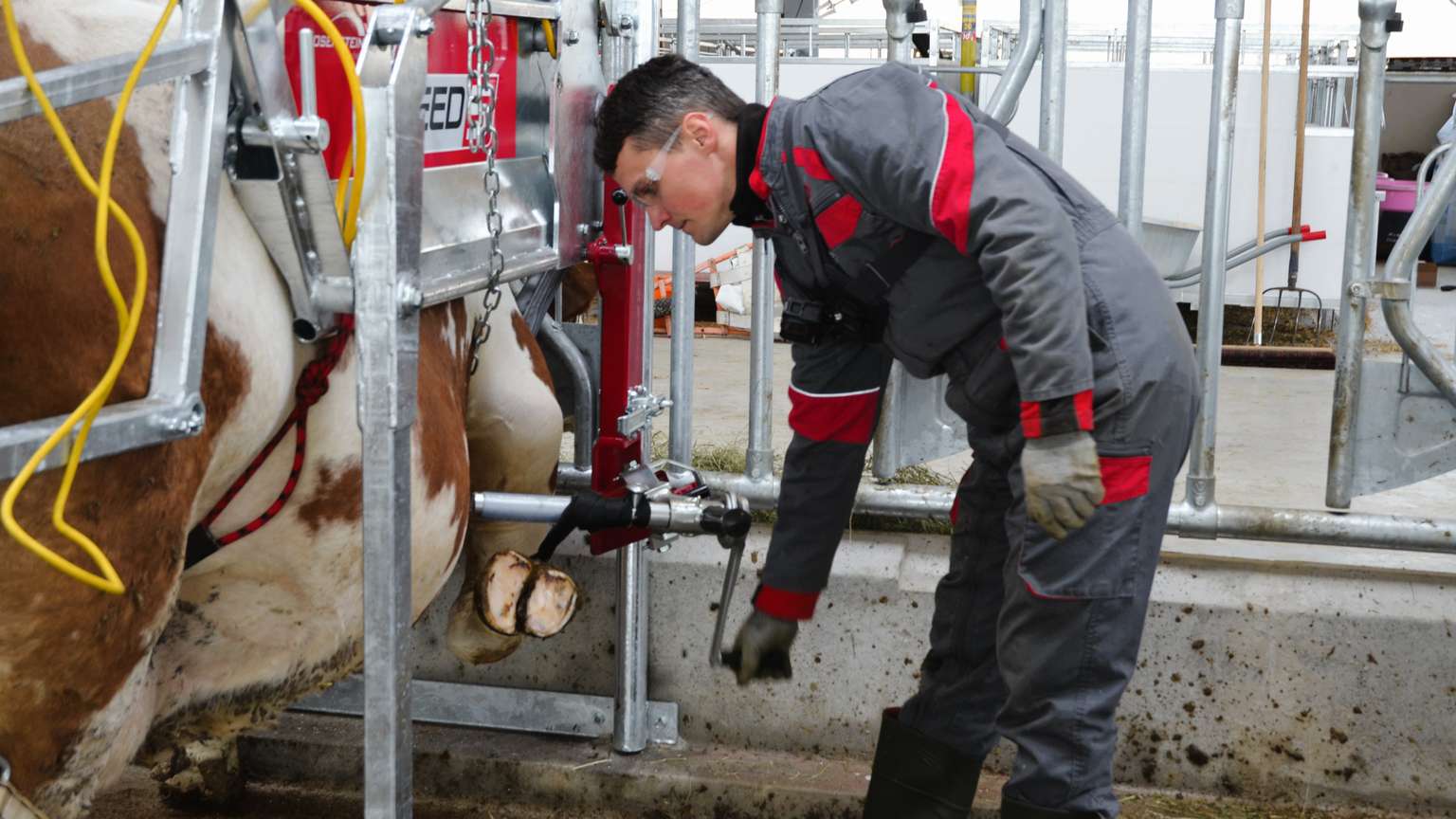 A person in a gray and red uniform attends to a cow with automated milking equipment in a barn setting.