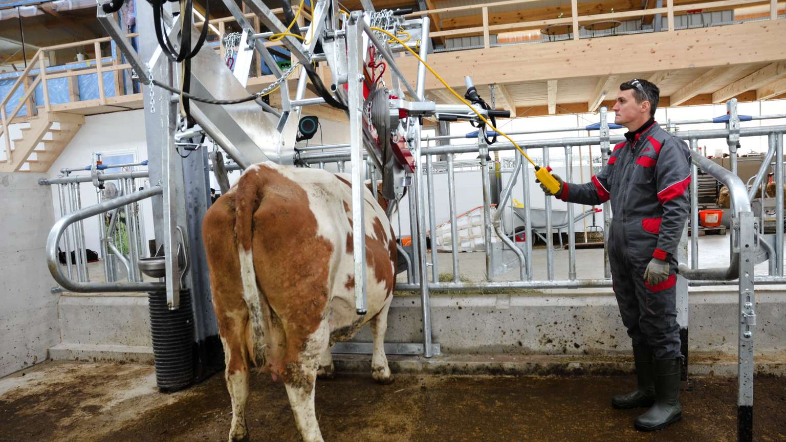 A person in overalls operates machinery to spray a brown and white cow in a farm setting, with metal railings and equipment visible.