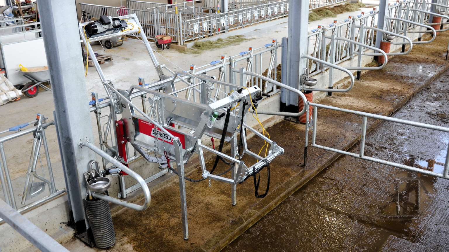 A modern cow milking station with metal gates and machinery, situated in a clean and organized barn environment.