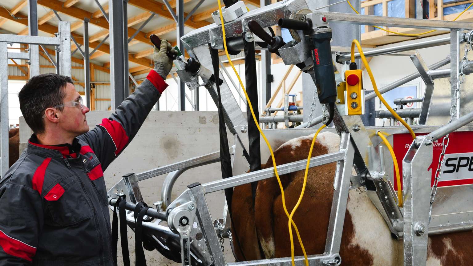 A person operates machinery to care for a cow in a modern barn, adjusting equipment attached to the animal.