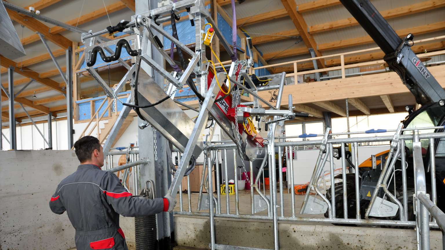 A worker operates cattle handling equipment inside a modern barn with metal railings and wooden ceiling beams.