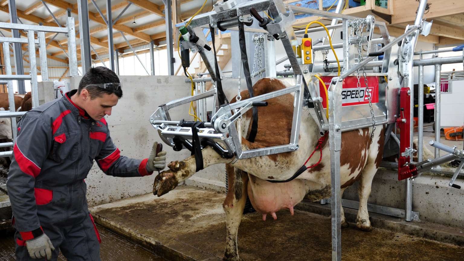 A person in overalls examines a cow in a milking stall, surrounded by metal equipment and a barn setting.