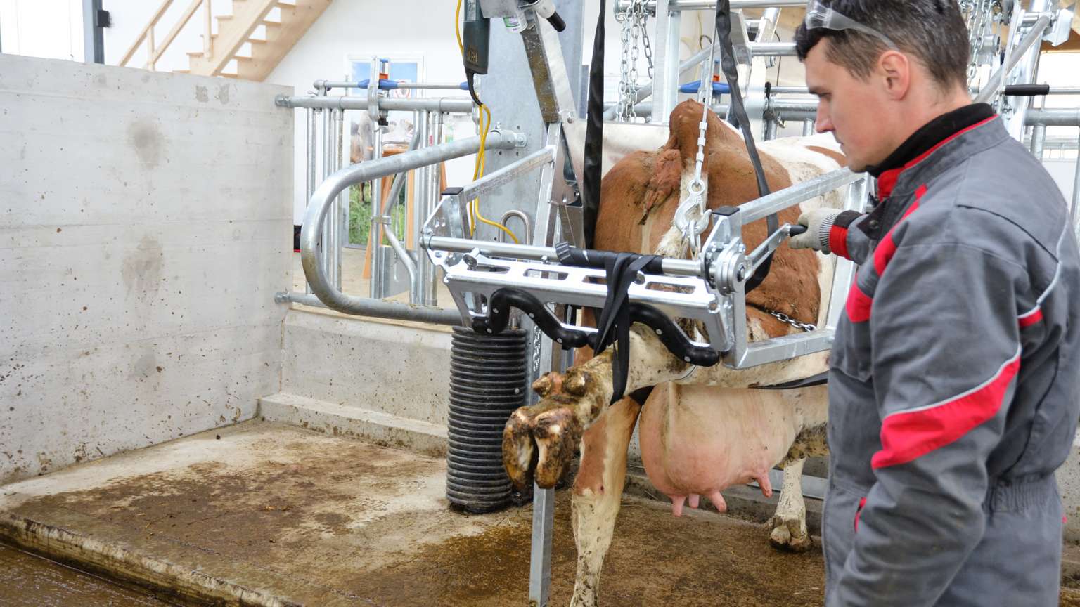 A person in a gray and red uniform operates machinery to inspect a cow's hooves in a clean, modern dairy facility.