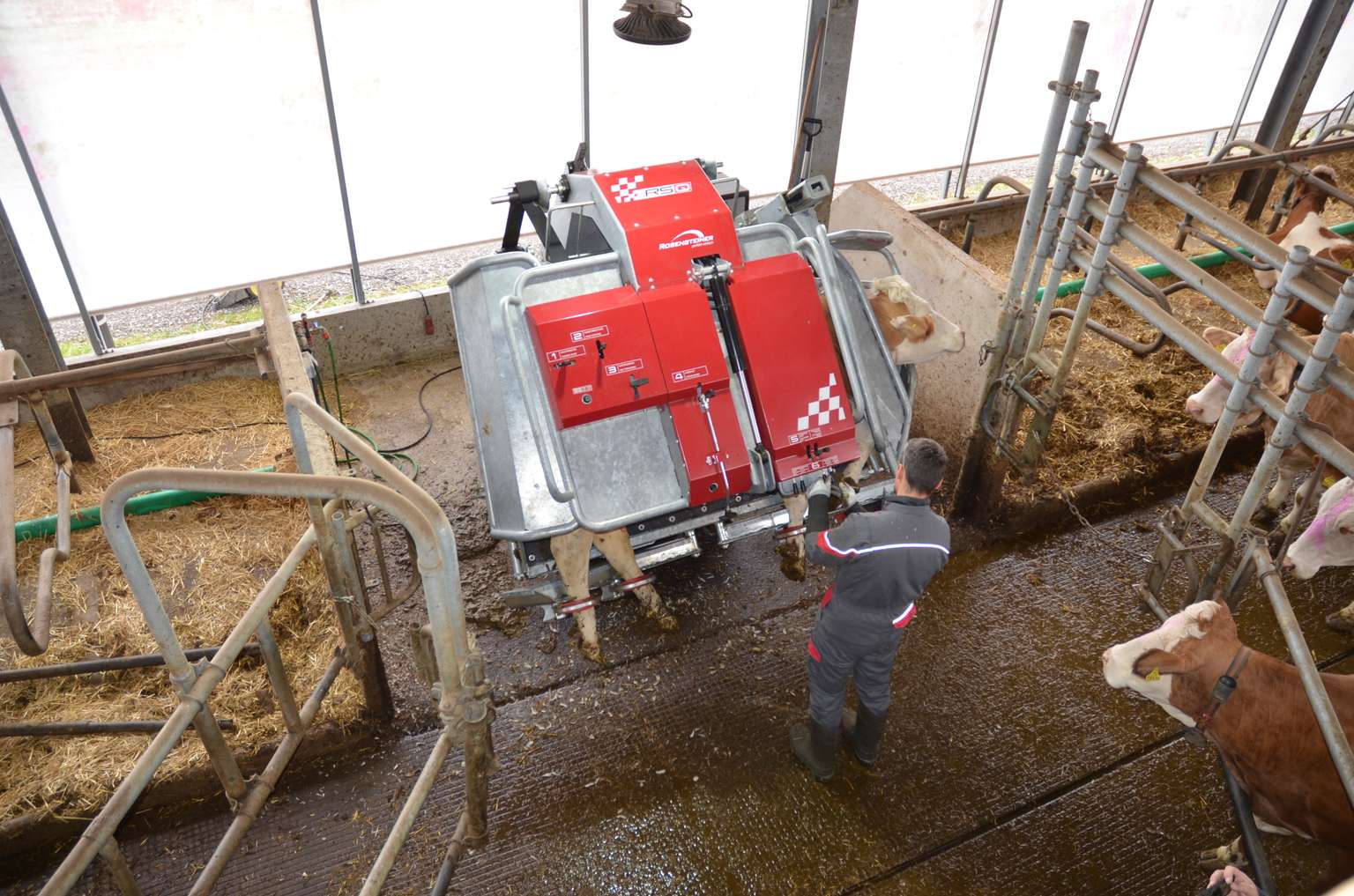 A person operates a red milking machine in a barn, surrounded by cows in their stalls.