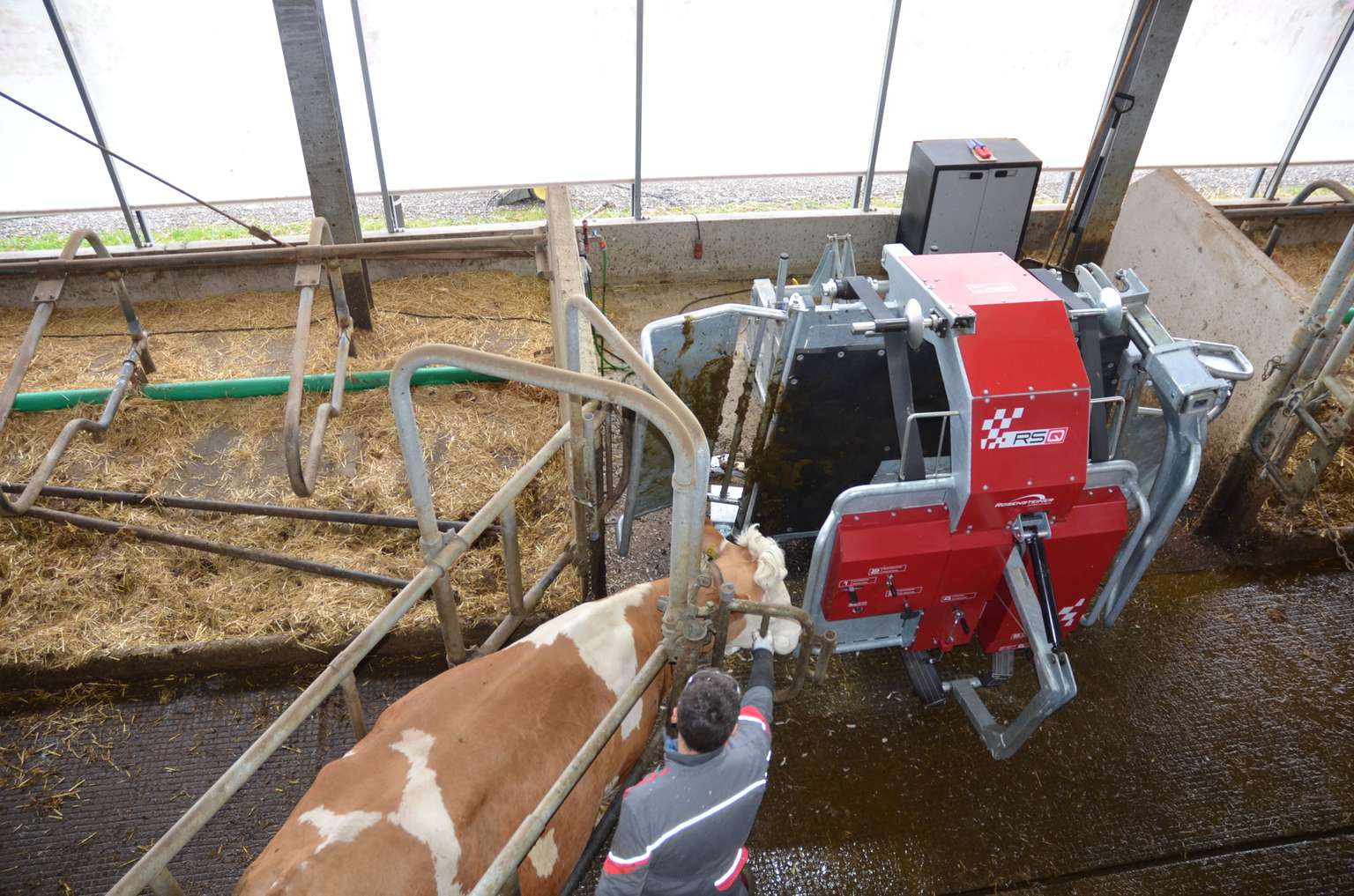 Cow standing inside a cattle hoof trimming chute operated by a person in a barn, surrounded by straw bedding and metal railings.