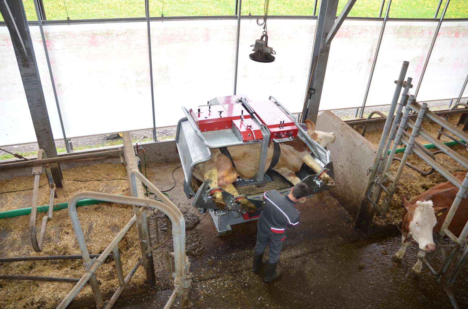 A cow is secured in a hoof trimming chute inside a barn, with a person attending to its hooves. Another cow is visible nearby.
