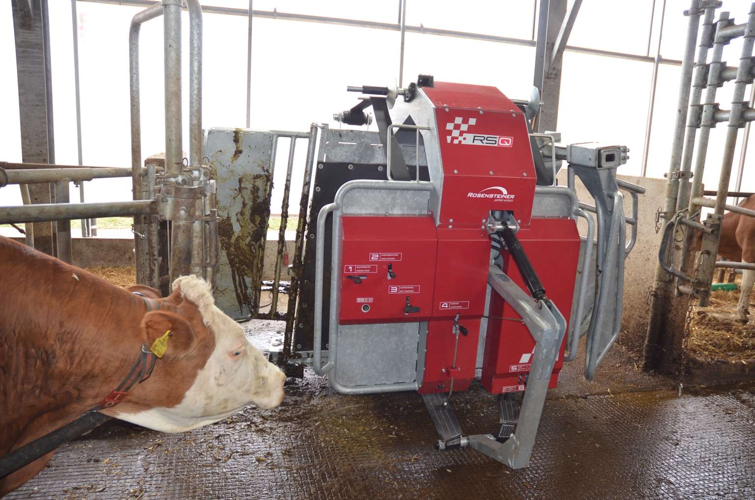 A cow approaches a red automatic milking machine in a barn, with metal gates and straw visible in the background.