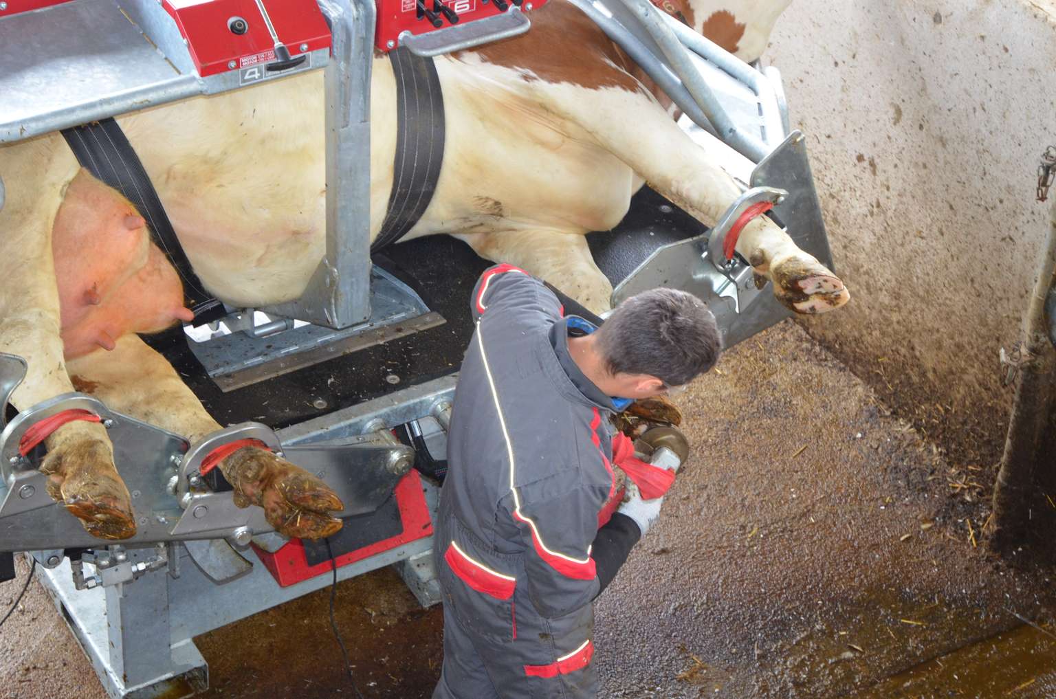 A person trims the hooves of a cow secured in a hoof-trimming chute, ensuring farm animal care and hygiene.