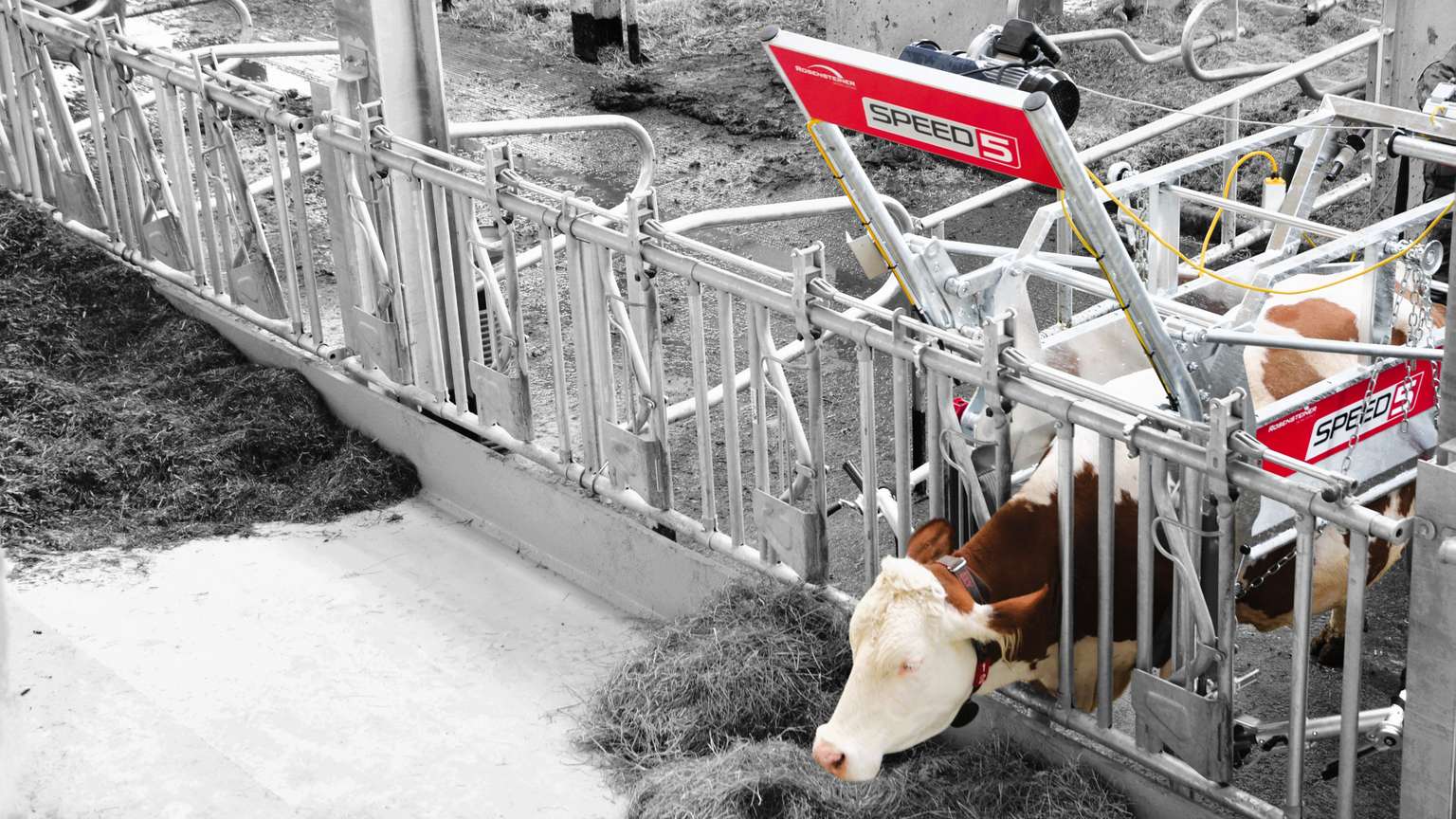 A cow with brown and white patches feeds on hay in a mechanical milking stall labeled "SPEED" inside a dairy farm.