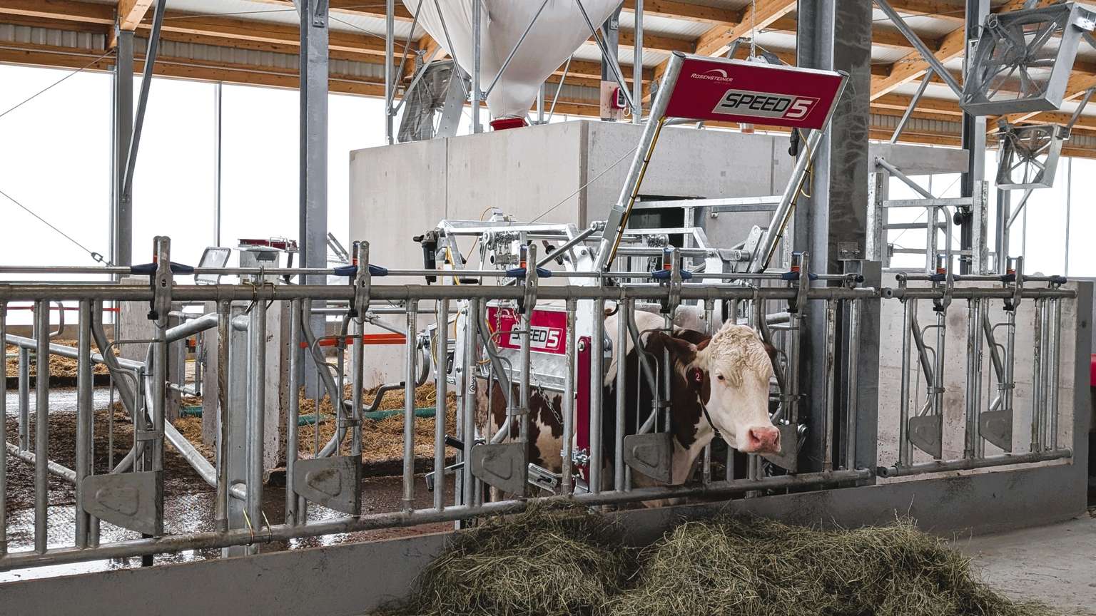 Cow in a barn standing beside automated feeding machinery, with hay on the floor. The setup is clean and modern with industrial equipment.