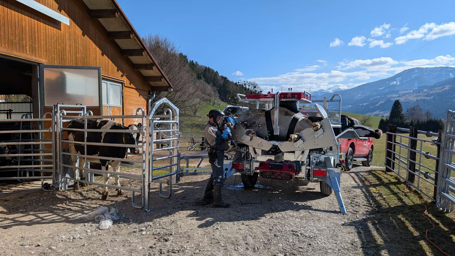 Person near a mobile cow hoof trimming machine at a farm, with cows in metal stalls, a barn, and mountains in the background under a clear sky.