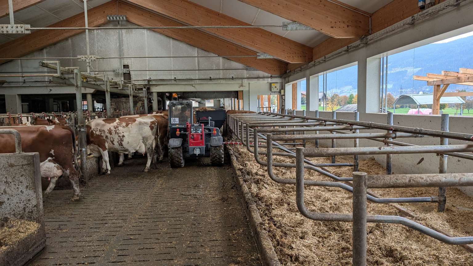Cows in a barn stand near a small tractor on a slatted floor, with empty stalls on the right and large windows showing mountains outside.