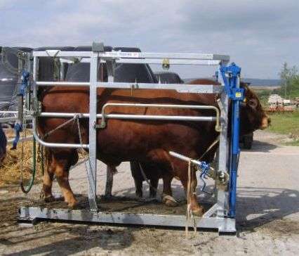 Stier Bulle Klauenpflege Behandlung