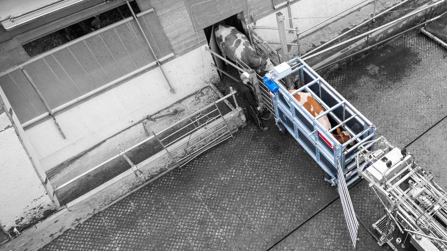 A cow is entering a metal cattle chute next to a building, seen from an overhead view. The chute appears to be part of a farm setup.