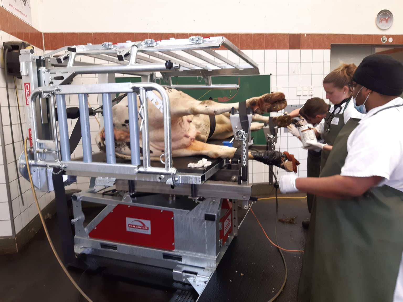 Veterinary students examine a cow in a hydraulic chute, learning techniques in a clinical setting.