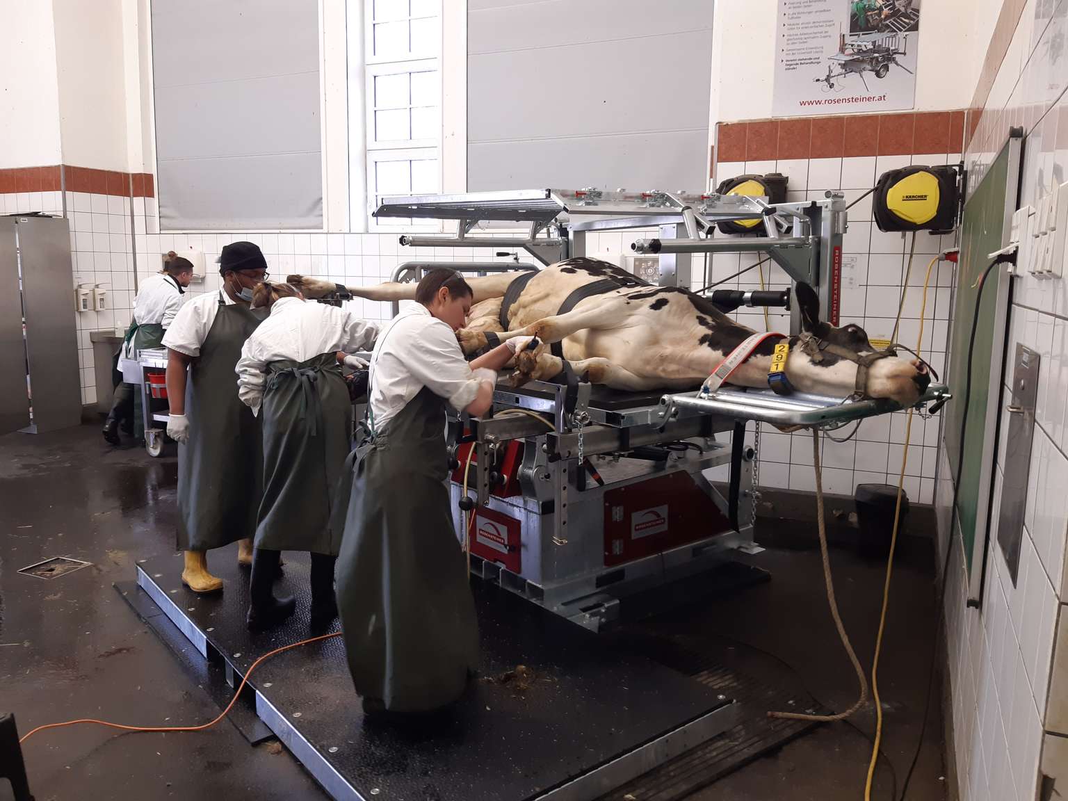 Veterinarians wearing aprons examine a cow secured on a hydraulic table in a clinical setting, performing a medical procedure.