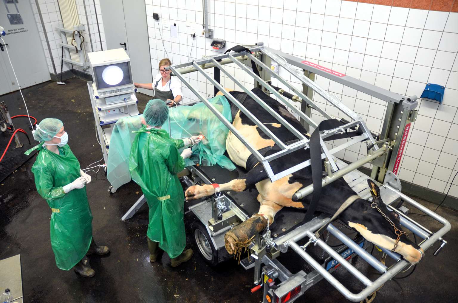 Veterinarians in green attire perform a medical procedure on a cow lying on a specialized table in a clinical setting.