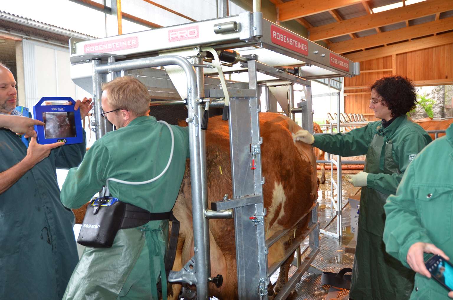 Veterinarians in green coats examine a cow in a metal restraint, with one holding a tablet displaying an image.